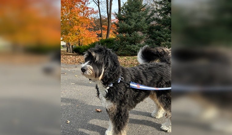 Minnetonka Mulls Mandatory Leash Laws: Proposed Dog Ordinances Spark Community Debate