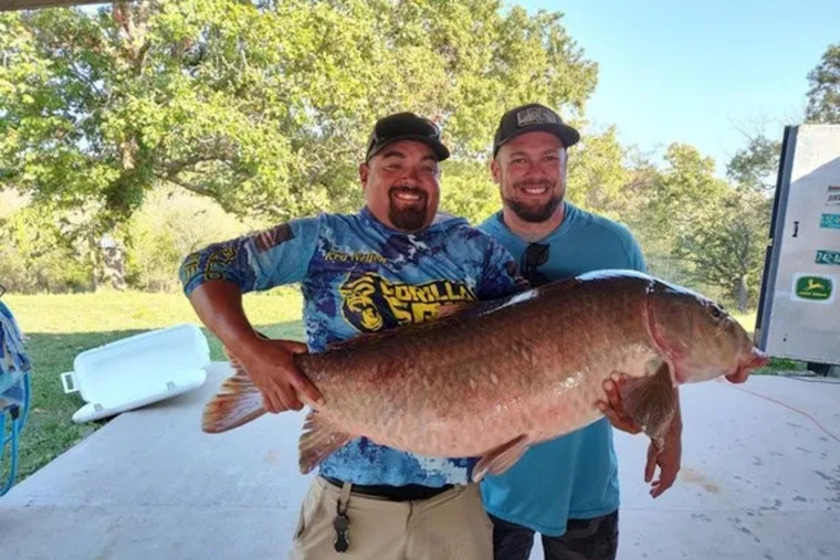 Missouri Angler Shatters 30-Year State Record with 55-Pound Black Buffalo Catch at Stockton Lake