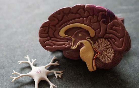 MIT and Vanderbilt Study Reveals How Anesthesia Affects Brain's Predictive and Conscious Cognition