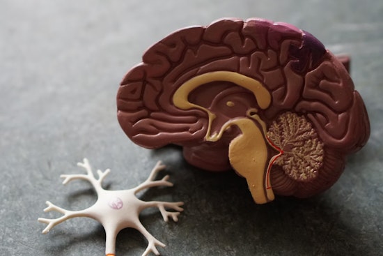 MIT Brainiacs Crack Dopamine Dilemma and Unveil New Motor Control Mysteries in Revolutionary Study