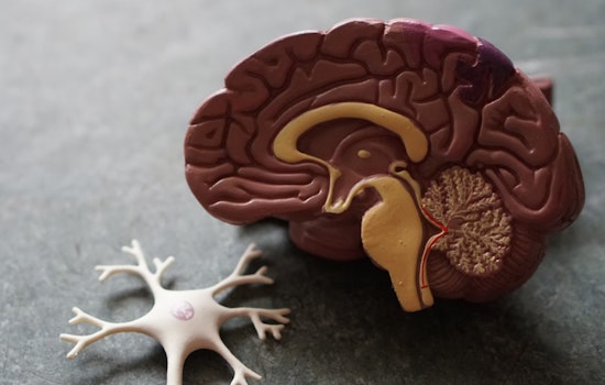 MIT Brainiacs Crack Dopamine Dilemma and Unveil New Motor Control Mysteries in Revolutionary Study