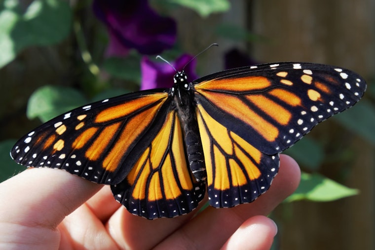 Monarch Butterfly Migration Through Texas Shows Alarming Decline, Conservationists Urge Action