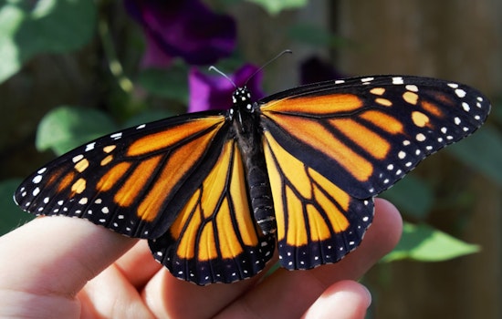 Monarch Butterfly Migration Through Texas Shows Alarming Decline, Conservationists Urge Action