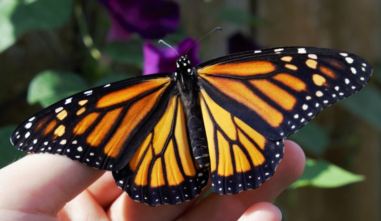 Monarch Butterfly Migration Through Texas Shows Alarming Decline, Conservationists Urge Action