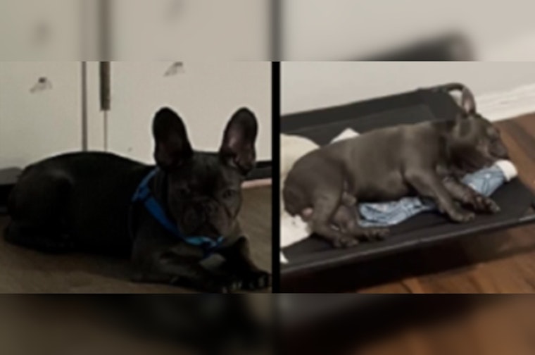 MPD Appeals for Community Help in Burglary Case Involving Stolen Dog in Southwest Washington