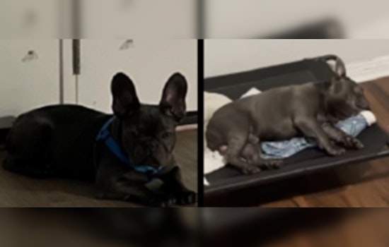 MPD Appeals for Community Help in Burglary Case Involving Stolen Dog in Southwest Washington