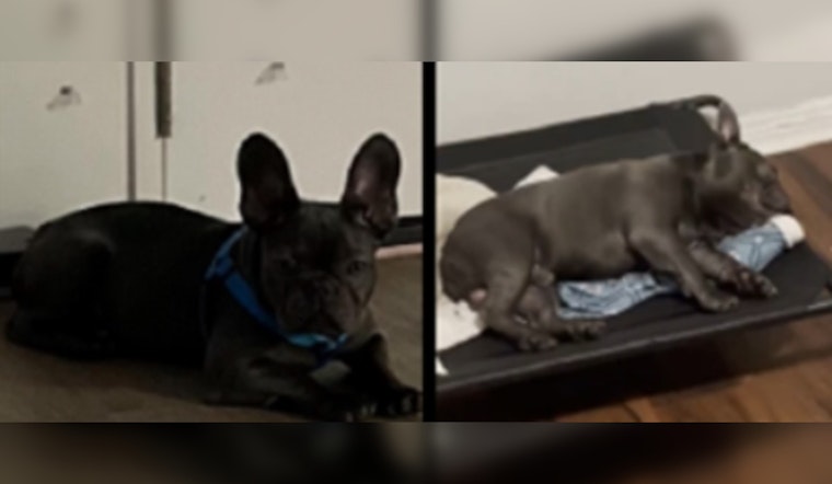 MPD Appeals for Community Help in Burglary Case Involving Stolen Dog in Southwest Washington