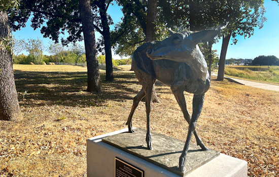 New Bronze Deer Sculpture "A Change of Direction" Enriches the Artistic Landscape of Arlington's Meadowbrook Park