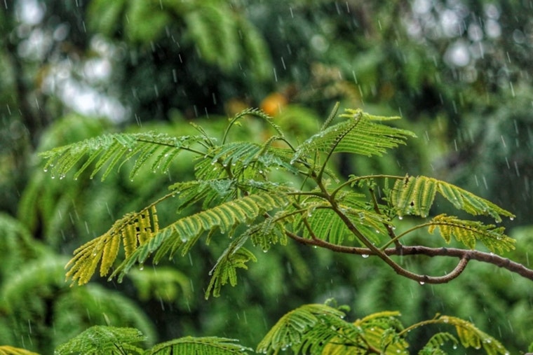Oahu Anticipates Increased Showers and Lighter Winds as Trade Winds Ease This Week