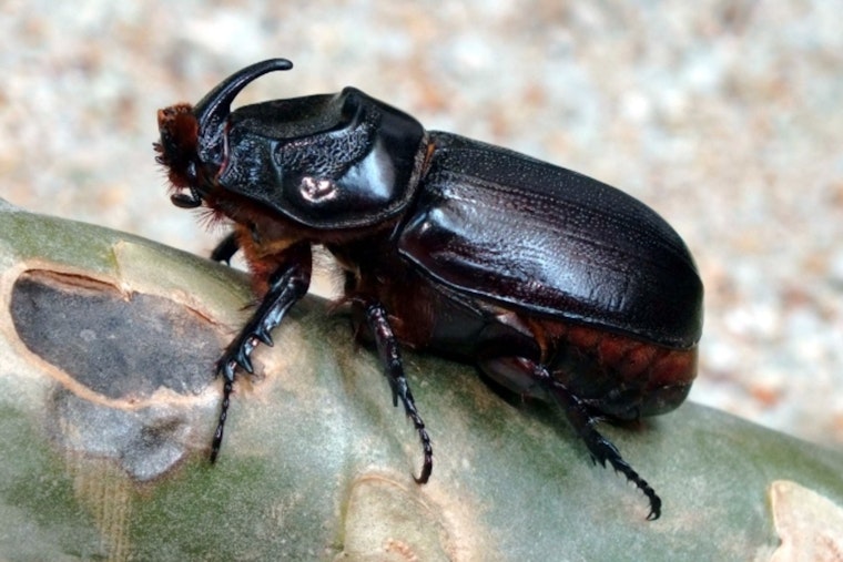 Oahu Battles Coconut Rhinoceros Beetle 100 Palm Trees Removed from West Oahu Parks