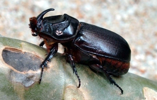 Oahu Battles Coconut Rhinoceros Beetle 100 Palm Trees Removed from West Oahu Parks