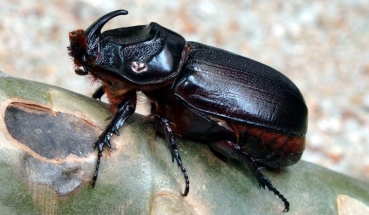 Oahu Battles Coconut Rhinoceros Beetle 100 Palm Trees Removed from West Oahu Parks