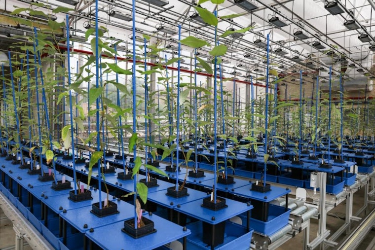 Oak Ridge National Laboratory Advances Plant Science with Robotics and AI Technologies