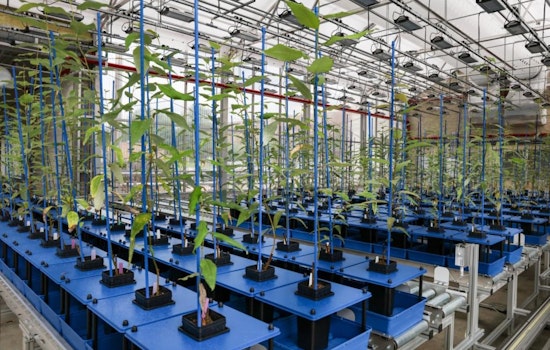 Oak Ridge National Laboratory Advances Plant Science with Robotics and AI Technologies