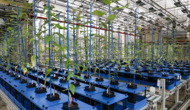 Oak Ridge National Laboratory Advances Plant Science with Robotics and AI Technologies