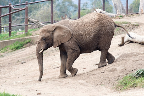 Oakland Zoo's Last African Elephant Osh Relocates to Tennessee Sanctuary After 20 Years
