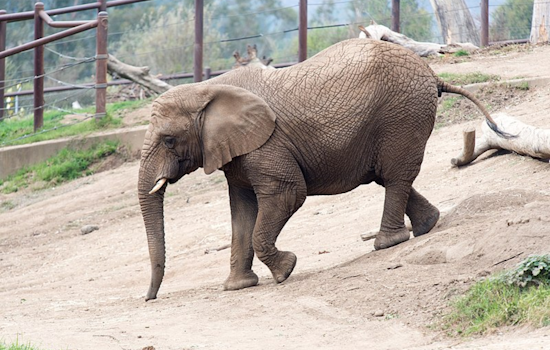 Oakland Zoo's Last African Elephant Osh Relocates to Tennessee Sanctuary After 20 Years