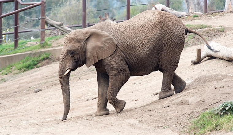 Oakland Zoo's Last African Elephant Osh Relocates to Tennessee Sanctuary After 20 Years