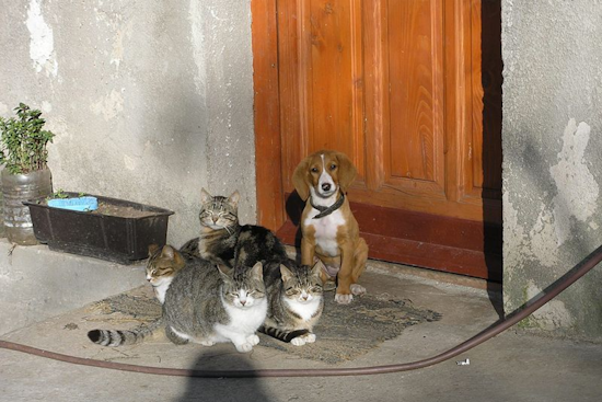 Ohio Supreme Court Expands Animal Protection Laws, Includes All Cats and Dogs