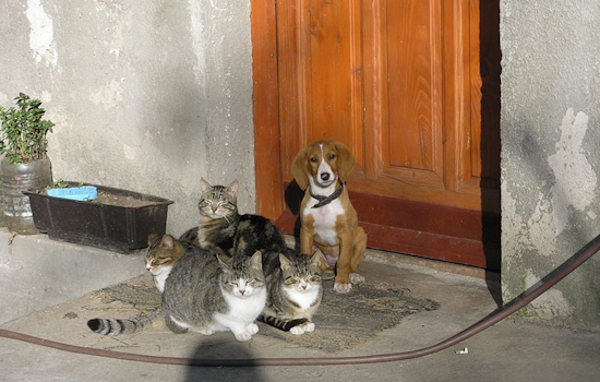 Ohio Supreme Court Expands Animal Protection Laws, Includes All Cats and Dogs