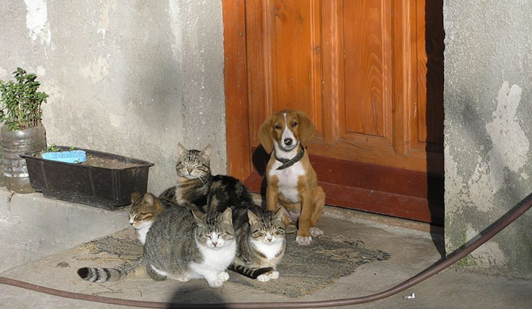Ohio Supreme Court Expands Animal Protection Laws, Includes All Cats and Dogs