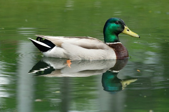 Optimistic Forecast for Texas Waterfowl Season, Duck Numbers on the Rise