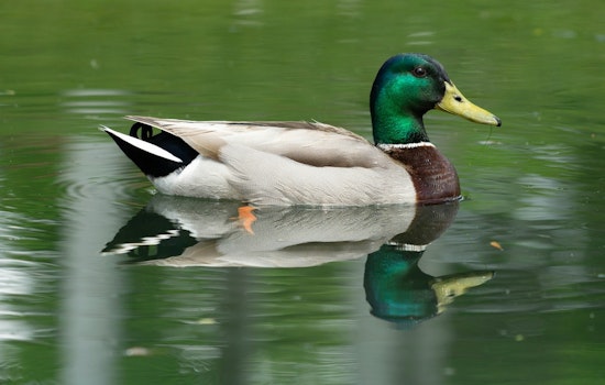 Optimistic Forecast for Texas Waterfowl Season, Duck Numbers on the Rise