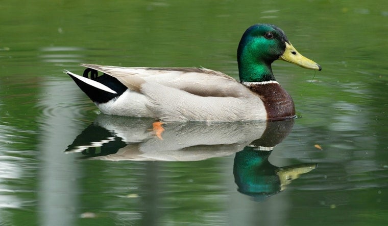 Optimistic Forecast for Texas Waterfowl Season, Duck Numbers on the Rise
