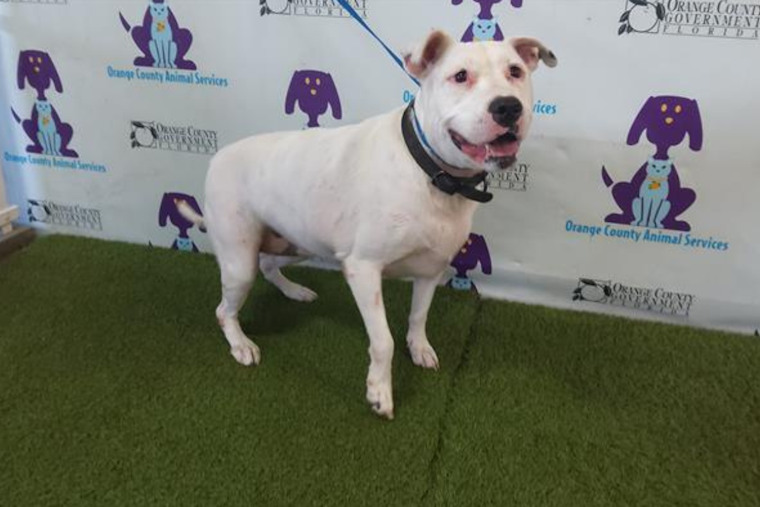Orange County Animal Services Seeks Homes for Pets of Deceased or Hospice-Entrant Owners