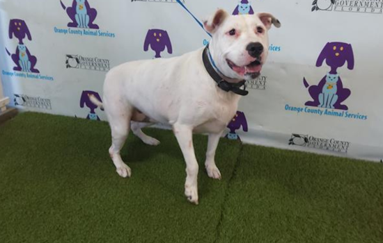 Orange County Animal Services Seeks Homes for Pets of Deceased or Hospice-Entrant Owners