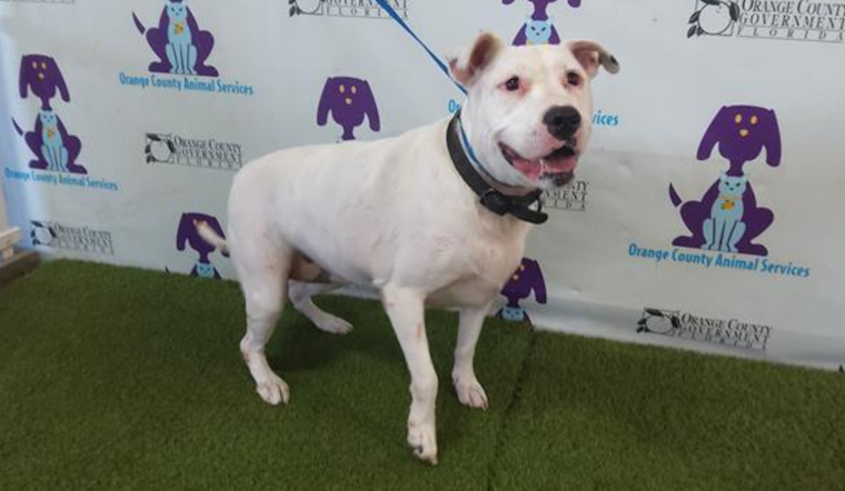 Orange County Animal Services Seeks Homes for Pets of Deceased or Hospice-Entrant Owners