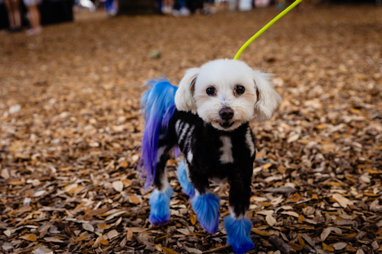 Orange County's 11th Annual Barktoberfest Set to Delight at Lake Eola Park with Adoption Parade and Free Services