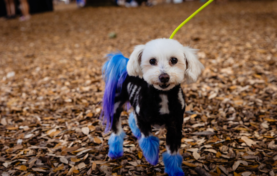 Orange County's 11th Annual Barktoberfest Set to Delight at Lake Eola Park with Adoption Parade and Free Services
