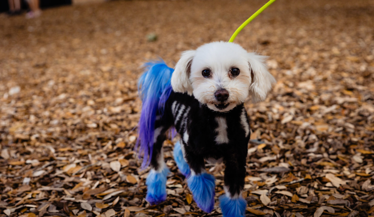 Orange County's 11th Annual Barktoberfest Set to Delight at Lake Eola Park with Adoption Parade and Free Services