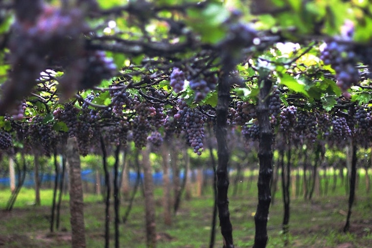 Oregon State University Launches Cutting-Edge Lab to Combat Wildfire Smoke Effects on Wine Grapes