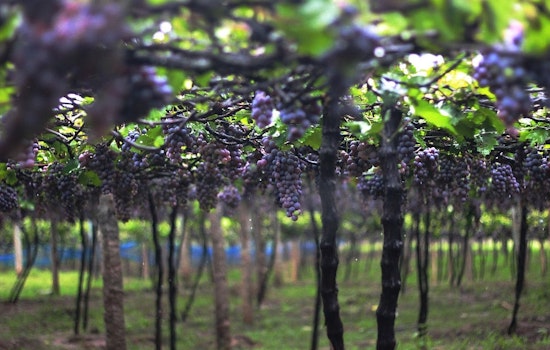 Oregon State University Launches Cutting-Edge Lab to Combat Wildfire Smoke Effects on Wine Grapes