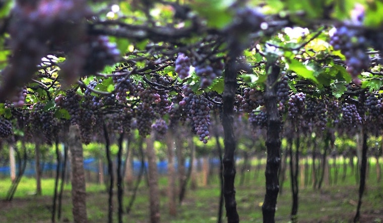 Oregon State University Launches Cutting-Edge Lab to Combat Wildfire Smoke Effects on Wine Grapes
