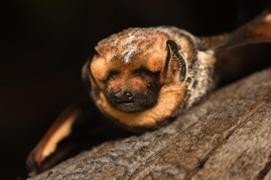 Oregon's Bats Aim for a "World Record" Three-Peat in the Bat Beauty Contest During International Bat Week