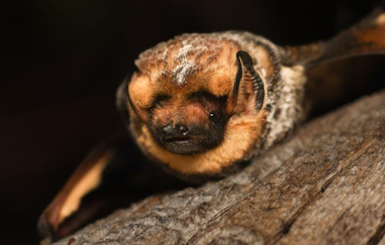Oregon's Bats Aim for a "World Record" Three-Peat in the Bat Beauty Contest During International Bat Week