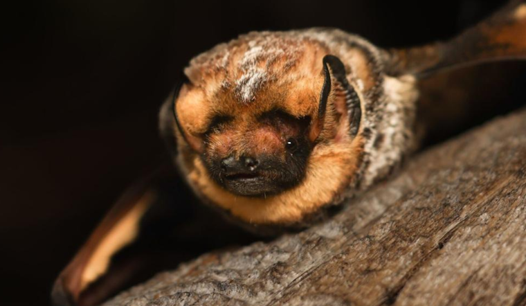 Oregon's Bats Aim for a "World Record" Three-Peat in the Bat Beauty Contest During International Bat Week