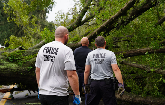 Orlando Commuters Diverted as Fallen Tree Blocks East Anderson Street, Crews Work to Clear the Way