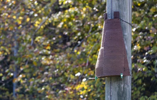 ORNL Researchers Innovate in Wildlife Conservation with 3D-Printed, Bioderived Bat Roosts