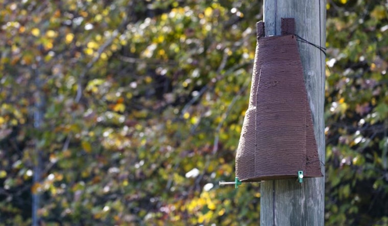 ORNL Researchers Innovate in Wildlife Conservation with 3D-Printed, Bioderived Bat Roosts