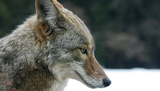 Pasadena Initiates Neighborhood Coyote Assessment Program to Address Rising Concerns