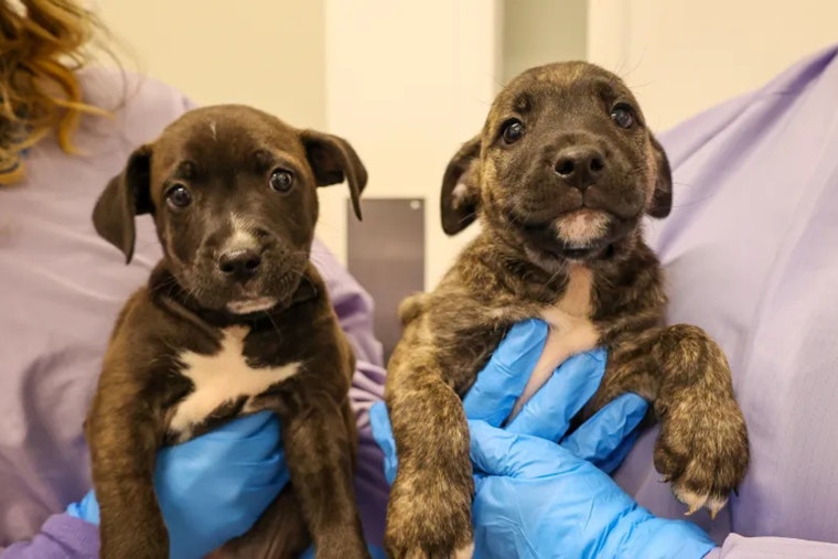 PAWS Chicago Brings Hope to Canine Survivors of Hurricane Helene with Second Rescue Effort from Asheville to the City