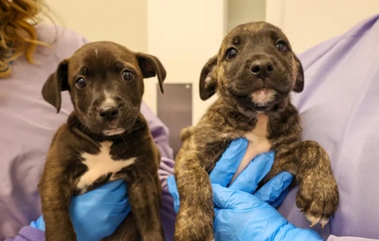 PAWS Chicago Brings Hope to Canine Survivors of Hurricane Helene with Second Rescue Effort from Asheville to the City