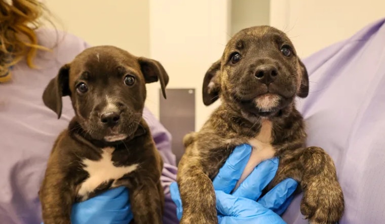 PAWS Chicago Brings Hope to Canine Survivors of Hurricane Helene with Second Rescue Effort from Asheville to the City