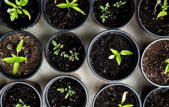 Peoria's Rio Vista Recreation Center to Offer Free Sustainable Gardening Classes in October