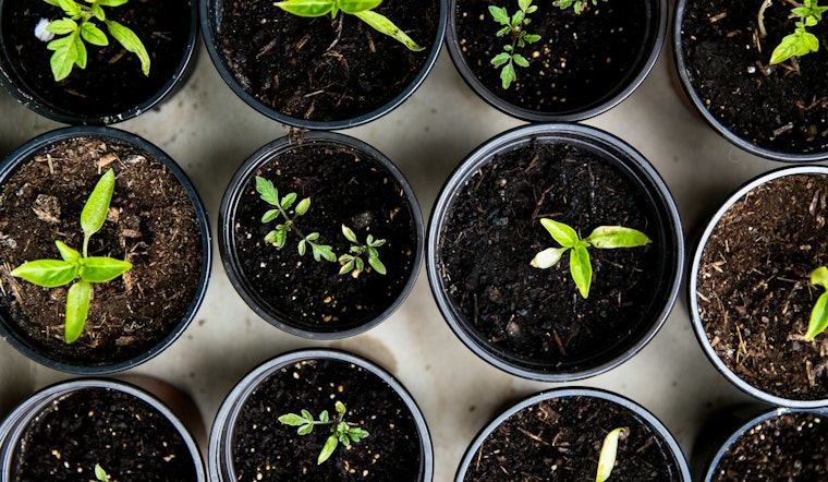 Peoria's Rio Vista Recreation Center to Offer Free Sustainable Gardening Classes in October