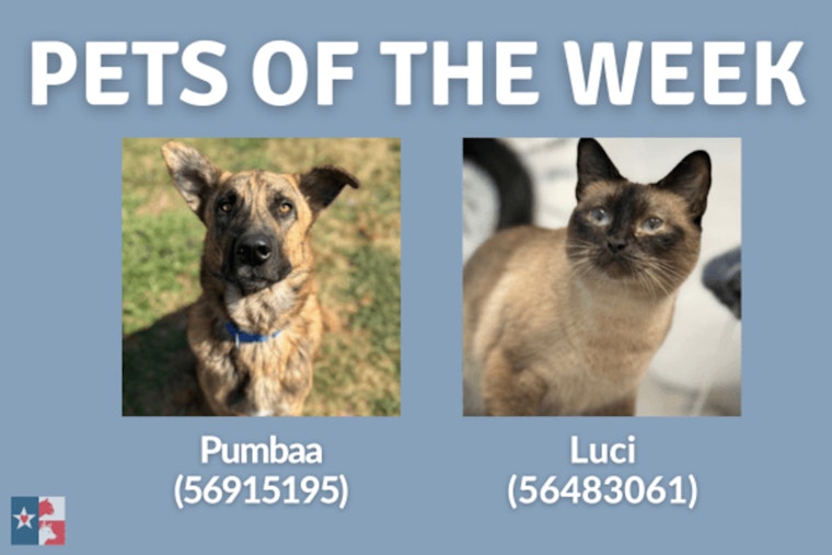 "Pets of the Week" Looking for Forever Homes at San Marcos Regional Animal Shelter